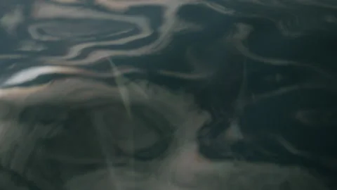 Close-Up Of Dolphins Just Below Ocean Surface 4K 48FPS SLO-MO Stock Footage 221190526