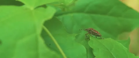 Close up of a  Dolycoris baccarum, the sloe bug or hairy shieldbug Stock Footage 251683789