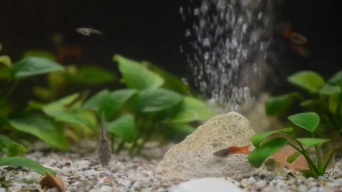 Close up of a domestic aquarium full of young fish. The majority of them are Stock Footage
