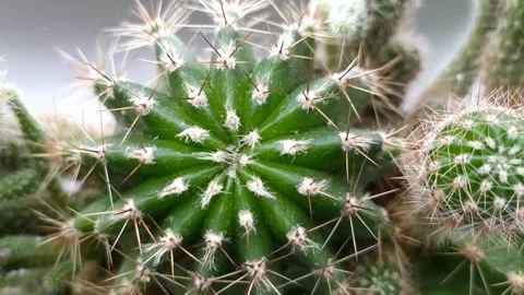 Close-up of a domestic cactus Stock Footage 297706470