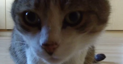 Close-up of a domestic cat Stock Footage 77908379