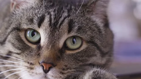 Close-up domestic cat Stock Footage 258367374