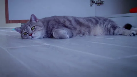 Close up of a domestic cat lying on a light-coloured floor Stock Footage 314503350