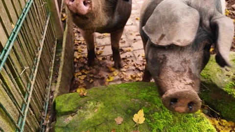 Close up of a domestic Pig in a backyard Vídeos de archivo 299653752