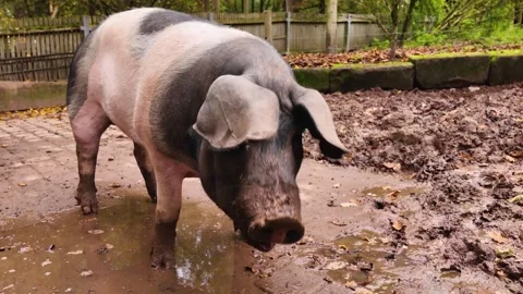 Close up of a domestic Pig in a backyard Vídeo Stock 300023394