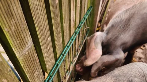 Close up of a domestic Pig in a backyard Vídeos de archivo 300024889