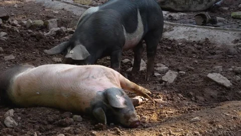 Close up of domestic pigs  Stock Footage 252157441