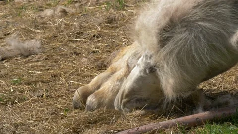 Close up of Domesticated Bactrian camel bitting, scratching his toe Stock Footage 157288134