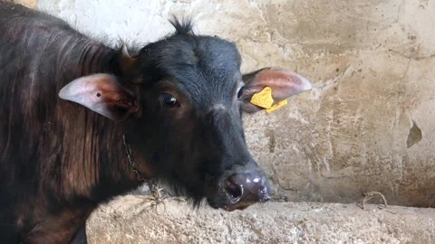 Close-up domesticated buffalo head, Stock Footage 245117871