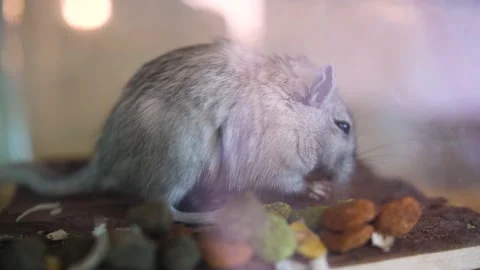 Close up of domesticated furry mongolian gerbil eating dry food, static Stock Footage