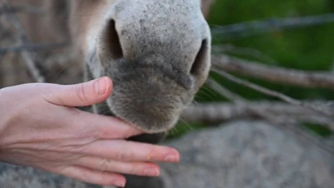 Close-up of donkey attempting to bite a hand Stock Footage 103430028