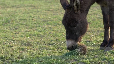 Close up donkey chews tuft of grass. Slow motion 4K 库存影片 154581889