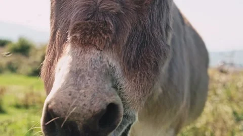 Close-up of a donkey eating grass and a hand stroking his head. Domestic Stock Footage 219722842