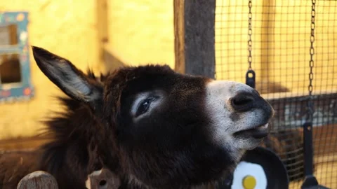 Close up donkey face Stock Footage 331199732