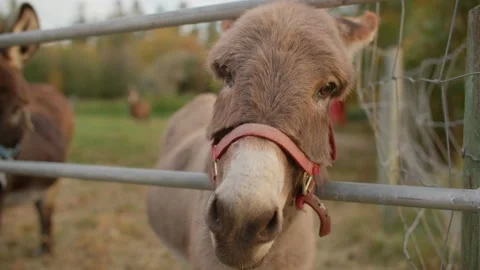 Close up of donkey on farm Stock Footage 219405311