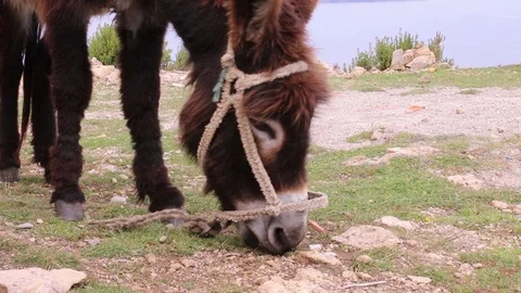 Close up of a donkey Stock Footage 86767410