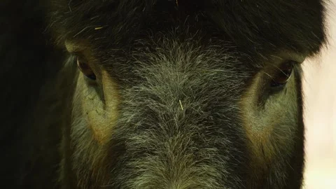 Close up of donkey Stock Footage 242101744