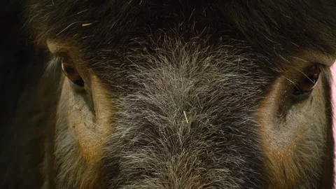 Close up Donkey  Stock Footage 242122910