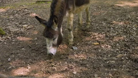 Close up Donkey  Stock Footage 242123137