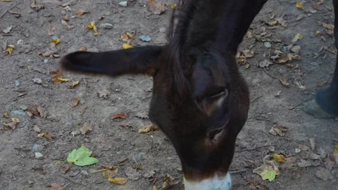 Close up of a donkey Stock Footage 252098756