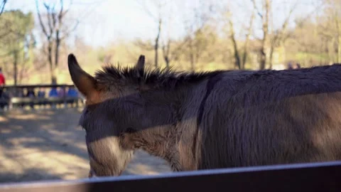 Close-up of donkey head and mane in a ranch Vídeo Stock 279434971