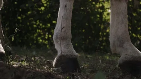 Close-up of a donkey  legs, not moving. Part of a series of shots. Video stock 139299791