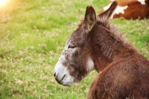 Close up donkey on a meadow with copy space, profile of smart donkey Stock Photos