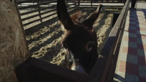 Close-up of donkey in pen on farm Stock Footage 155457559