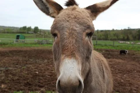 Close up of donkey Stock Photos