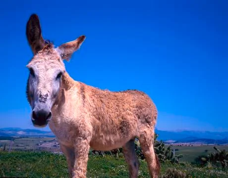 Close up of donkey Stock Photos