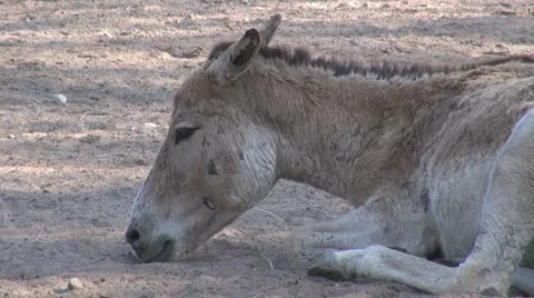 Close-up of a donkey relaxing Stock Footage 11439389