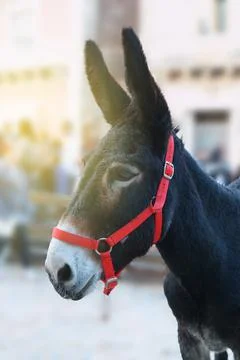 Close up of a donkey with side view Foto stock