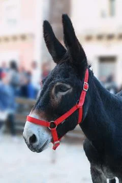 Close up of a donkey with side view Stock Photos