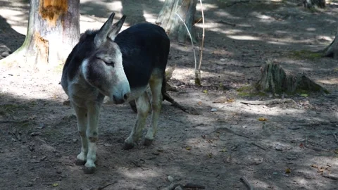 Close up of donkey standing Stock Footage 259987179