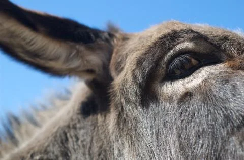 Close up of a donkey's eye Stock Photos