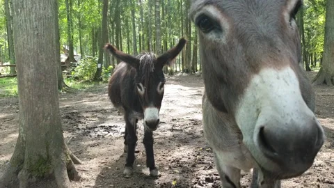 Close Up Of Donkeys in a forest Stock Footage 158056660