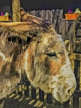 Close-Up of a Donkey's Head Stock Photos