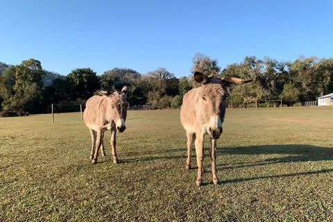 Close up of donkeys looking at lens camera. Stock Photos