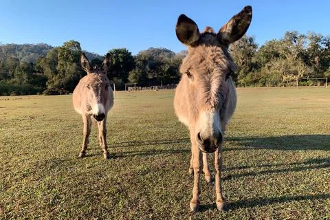 Close up of donkeys looking at lens camera. Stock Photos