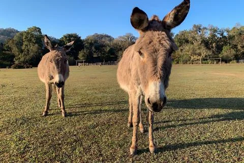 Close up of donkeys looking at lens camera. Stock Photos