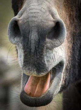 Close-up of a donkey's mouth Stock Photos