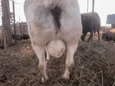 Close-up Dorper ram sheep testicles Stock Photos