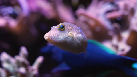 Close up of doted trunk fish  Stock Footage 239578935