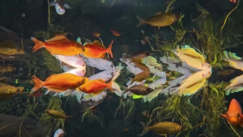 Close up of dotted tropical rainbow fish Stock Footage 295216084