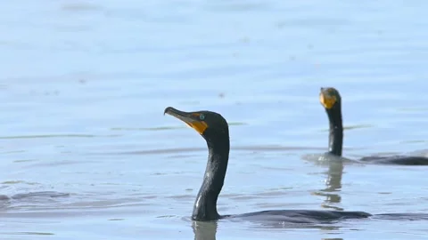 Close up of a Double-crested Cormorant Stock Footage 154876500
