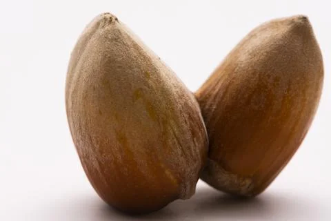 Close up of double hazelnut in a shell isolated on white background Stock Photos