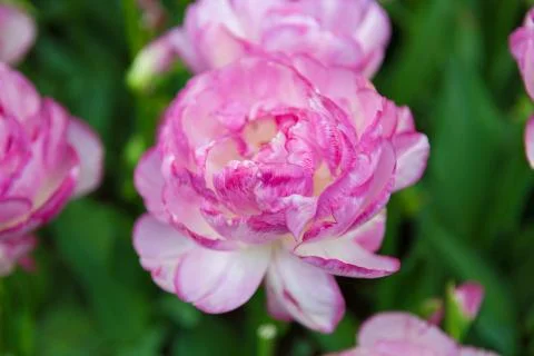 Close up of Double touch Tulip on blurred background. Scagit Valley Tulip Fes Foto stock