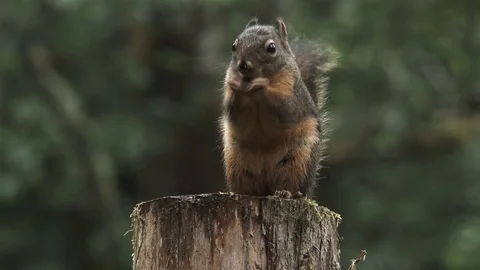 Close Up On Douglas Squirrel Snacking Stock Footage 76614701