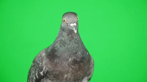Close up. Dove on the green screen Stock Footage 87566489