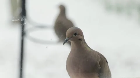 Close Up of Dove Looking Into Camera Through Window Video stock 133098203